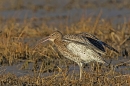 Curlew calling. Jan. '25.