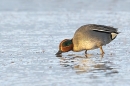 Male Teal feeding 2. Jan. '25.