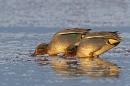 2 male Teal feeding. Jan. '25.