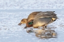 Male and female Teal feeding. Jan. '25.