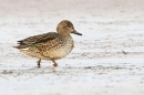 Female Teal walking thru mud. Jan. '25.