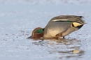 Male Teal feeding 1. Jan. '25.