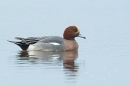 Male Wigeon 3. Jan. '25.