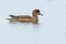 Female Wigeon. Jan. '25.