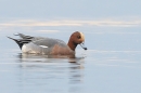 Male Wigeon 2. Jan. '25.