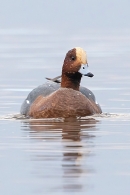 Male Wigeon 1. Jan. '25.