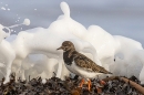 Turnstone and wave. Jan. '25.