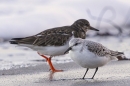 Sanderling with turnstone. Jan. '25.