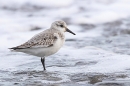 Sanderling and the incoming tide 3. Jan. '25.