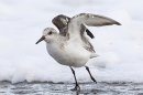 Sanderling take off. Jan. '25.