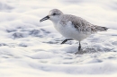 Sanderling and the incoming tide 2. Jan. '25.