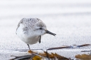 Sanderling having a scratch. Jan. '25.