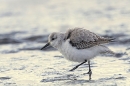 Sanderling and the incoming tide 1.. Jan.  '25.