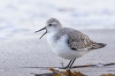 Sanderling,,open billed 2. Jan. '25.