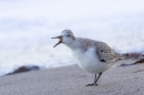 Sanderling,open billed 1. Jan. '25.