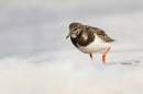 Turnstone and incoming tide. Feb. '25.
