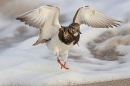Turnstone take off. Feb. '25.