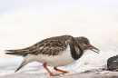 Turnstone feeding. Feb. '25.