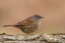 Dunnock. Feb. '25.
