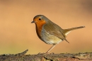Robin 2. Feb. '25.