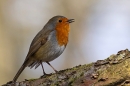 Robin 1. Feb. '25.