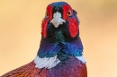 Cock Pheasant 3. Mar. '25.