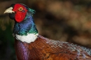 Cock Pheasant 2. Mar. '25.