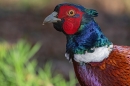 Cock Pheasant 1. Mar. '25.