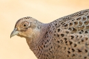 Hen Pheasant. Mar. '25.