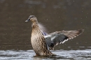 Female Mallard stretching up. Mar. '25.