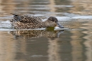 Female Teal chasing fly. Mar. '25.