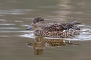 Female Teal and reflection. Mar. '25.