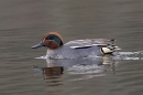 Male Teal and reflection. Mar. '25.