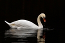 Mute Swan low key. Mar. '25.