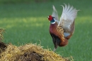 Cock Pheasant display 3. Apr. '25.