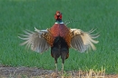 Cock Pheasant display 2. Apr. '25.
