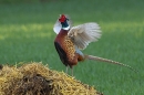 Cock Pheasant display 1. Apr. '25.