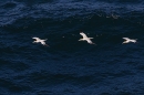3 Gannets in flight. May. '25.