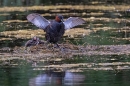 Little Grebe and chicks at nest. June. '25.
