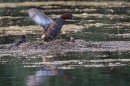 Little Grebe and chicks at nest 2. June. '25.