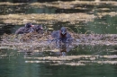 Little Grebe leaving chicks at nest. June. '25.