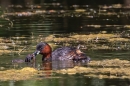 Little Grebe feeding chicks. June. '25.