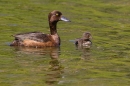 Female Tufted duck and 1 chick. June. '25.