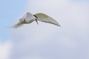 Arctic Tern. July. '25.