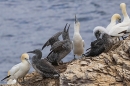 Northern Gannet juveniles and adults. Sept. '25.