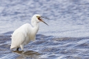 Little Egret tossing shrimp. Sept. '25.