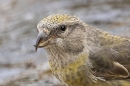 Female Crossbill portrait. Oct. '25.
