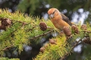 Male Crossbill 5. Oct. '25.