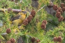 Male Crossbill 4. Oct. '25.
