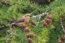 Male Crossbill 3. Oct. '25.